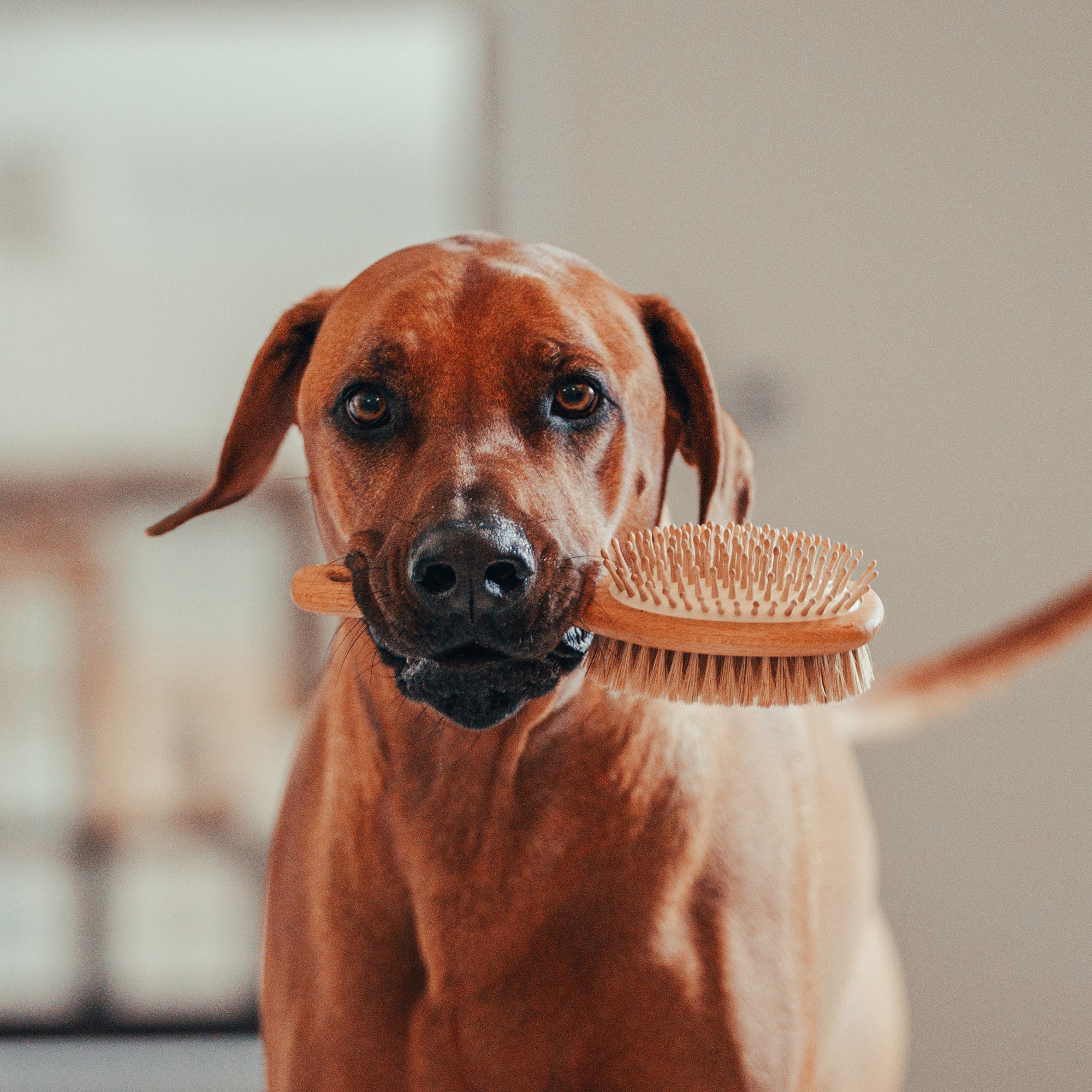 Firm bristle clearance brush for dogs