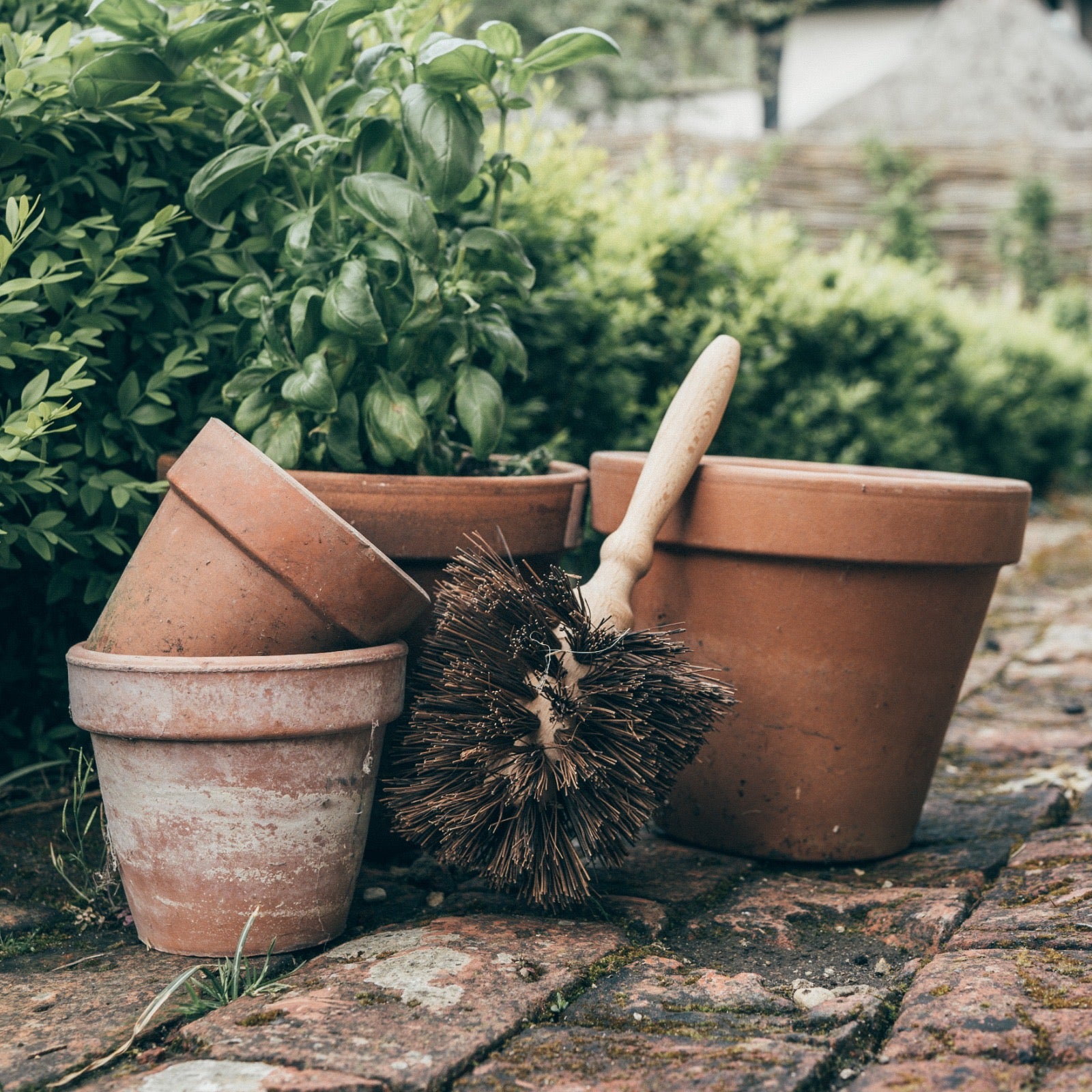 cleaning terracotta plant pots Flowerpot Brush
