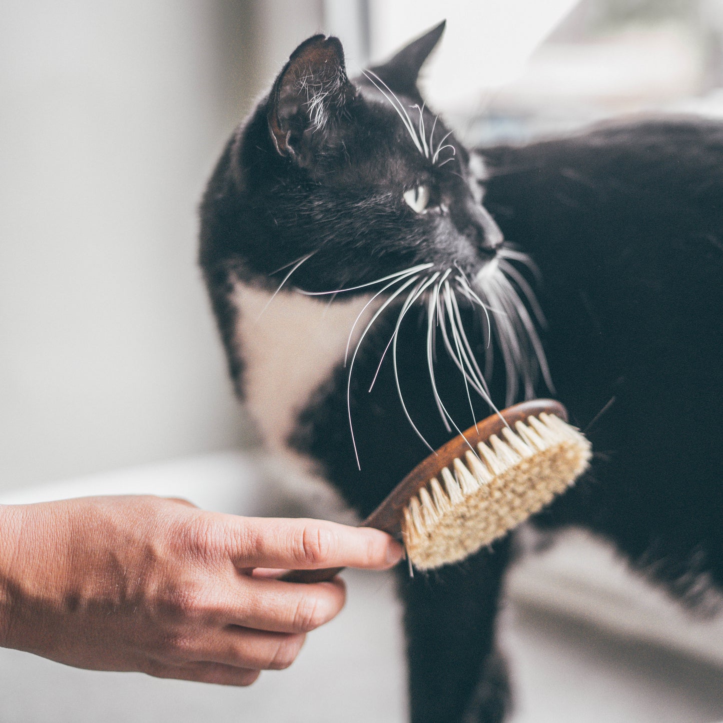 Cat Brush