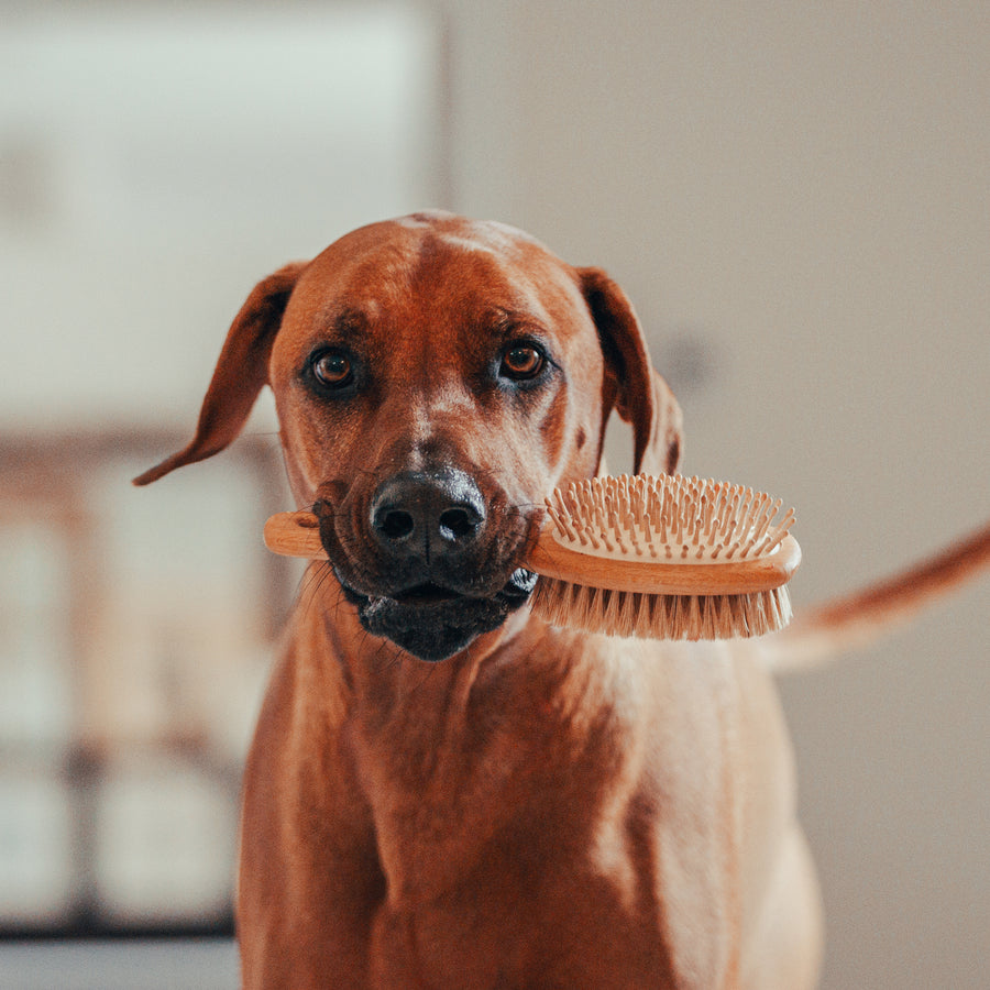 Dog Brush - Double Sided with Bristle & Wooden Pins